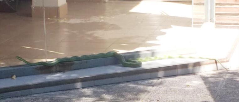 serpiente