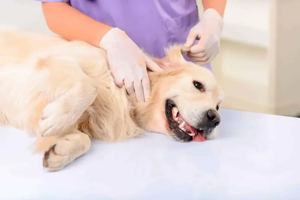 multimedia.grande.a0bd842390cda1d5.bWlwZXJyb3l5by1jYXN0cmFjaW9uZXMyX2dyYW5kZS5qcGc=