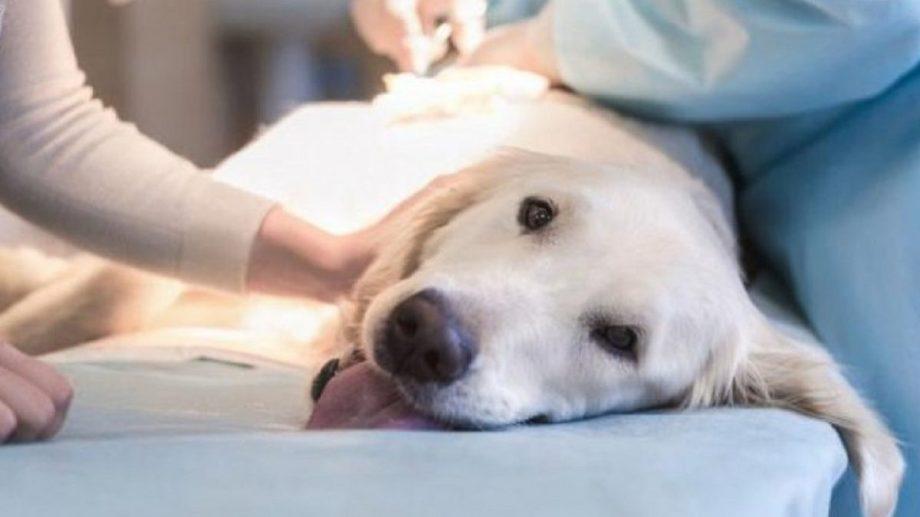 veterinario