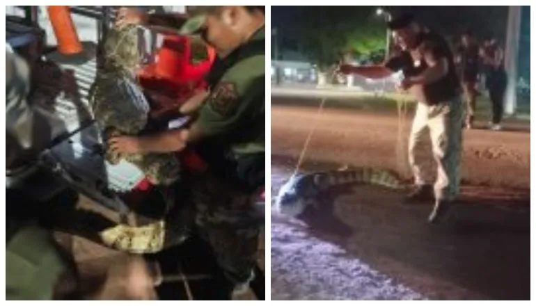 multimedia.normal.a716f97f23a9ae9e.bm9ybWFsLndlYnA=