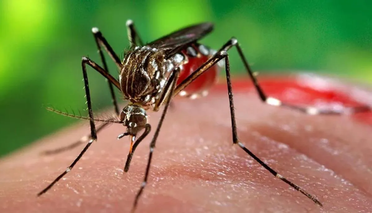 multimedia.normal.a4a7f8fa7e125b4b.ZGVuZ3VlLXNhbHRhLWF1bWVudGFuLWNhc29zLWRlc21fbm9ybWFsLmpwZw==