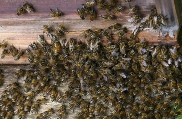 abejas_ataque_28ene135B15D-1