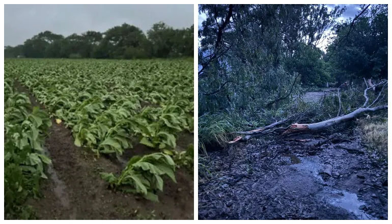 multimedia.normal.beb899271a669f64.dGVtcG9yYWwgdGFiYWNvIHZhbGxlIGRlIGxlcm1hX25vcm1hbC53ZWJw