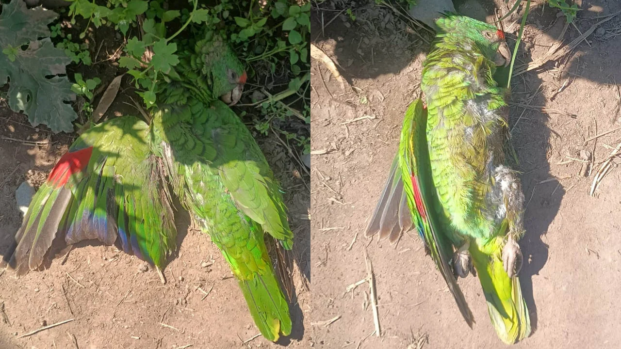 Sin título-1