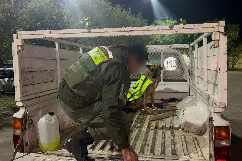 perro-antinarcoticos-en-caja-de-camioneta