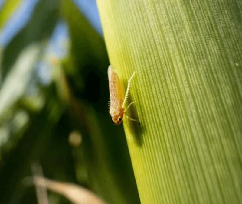 agric-actua-800x675