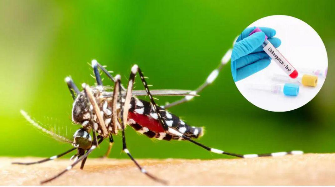 fiebre-chikungunya