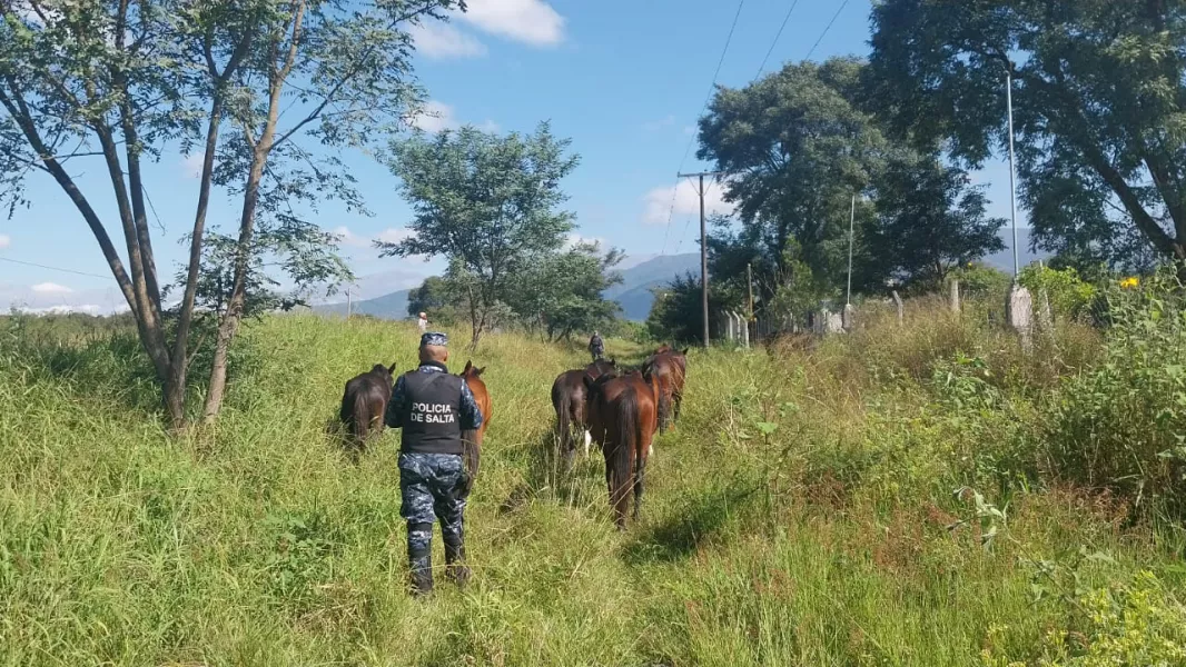 17172-mas-de-600-animales-sueltos-en-la-via-publica-fueron-incautados-en-lo-que-va-del-anio