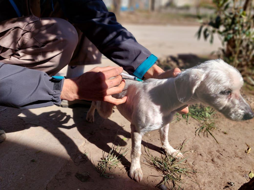 vacuna perro