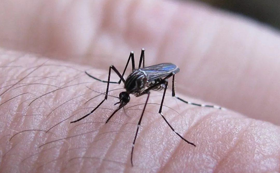 Dengue