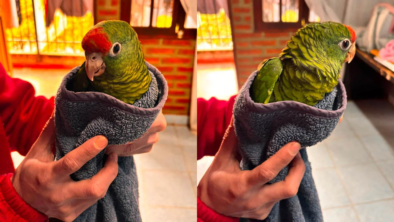 Sin título-1